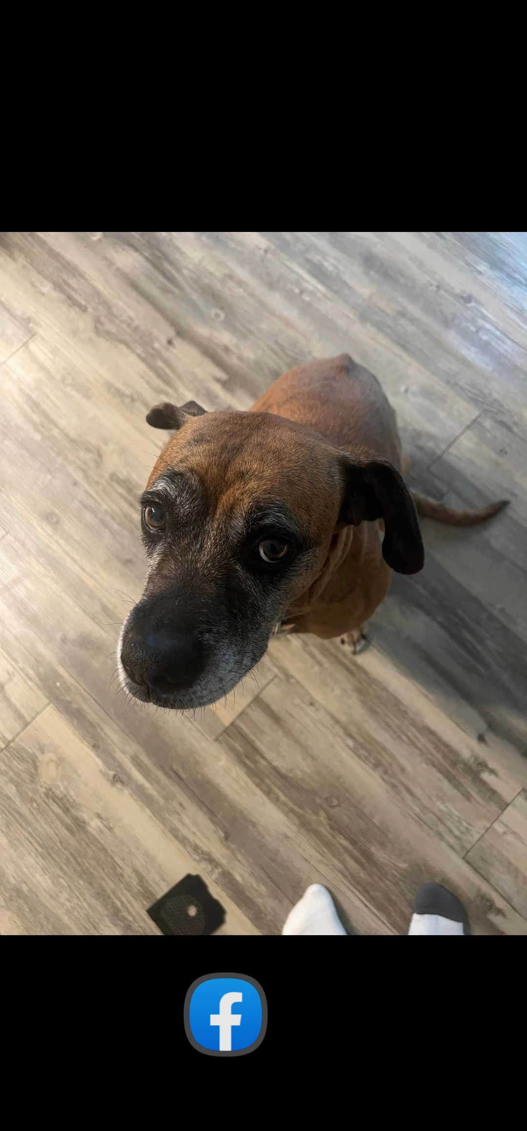 Dog for Adoption - Rockie, a Boxer in Orange County, CA | Alpha Paw