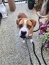 adoptable Dog in costa mesa, ca, CA named Henry