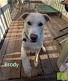 adoptable Dog in costa mesa, CA named Brody