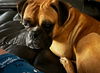 adoptable Dog in  named Toni