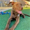 adoptable Dog in sun city, AZ named Westley 2