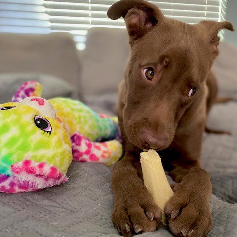 WESTLEY 2 - Chocolate Labrador Retriever available for adoption