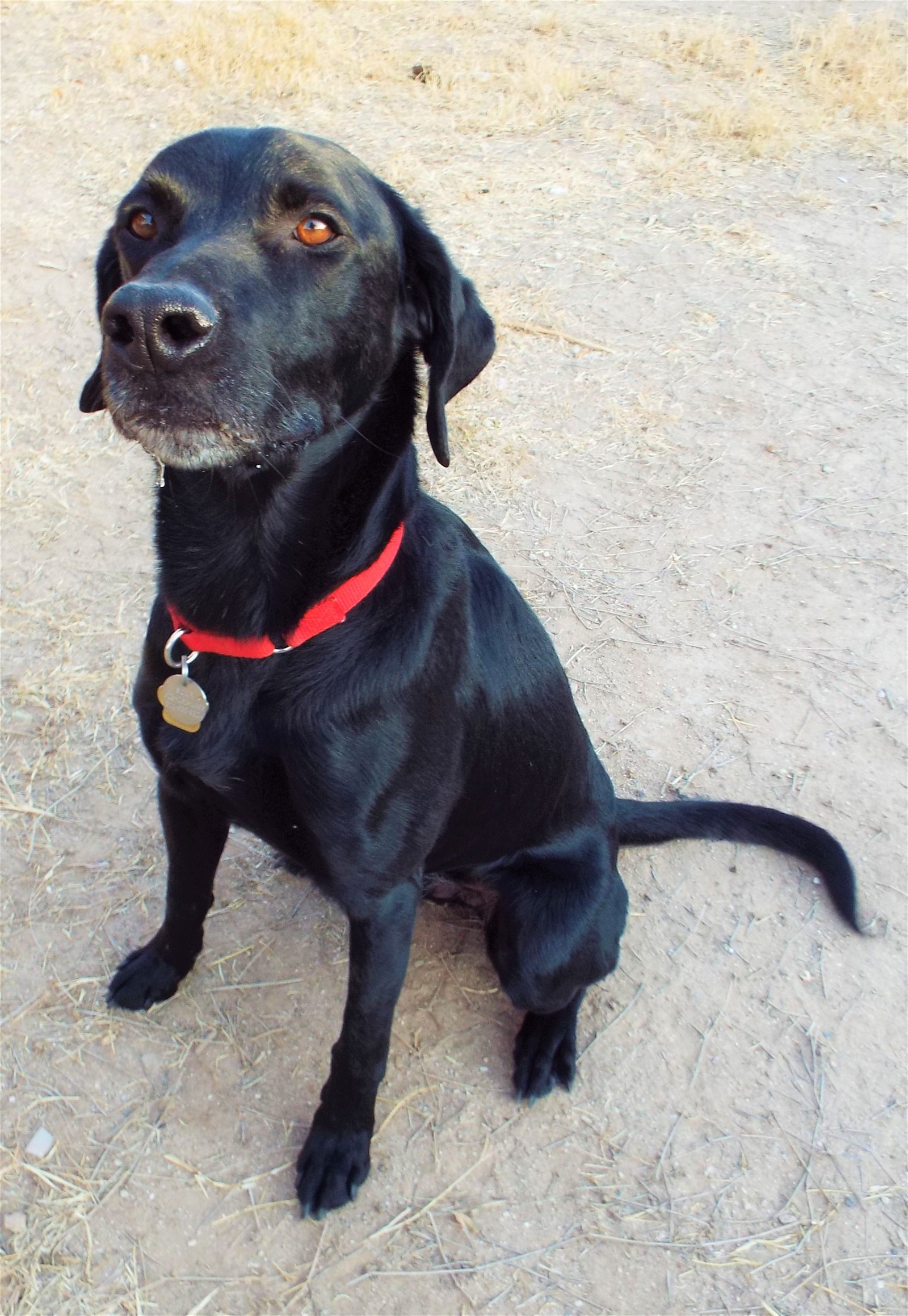adoptable Dog in Tucson, AZ named Douglas