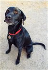 adoptable Dog in tucson, az, AZ named Douglas