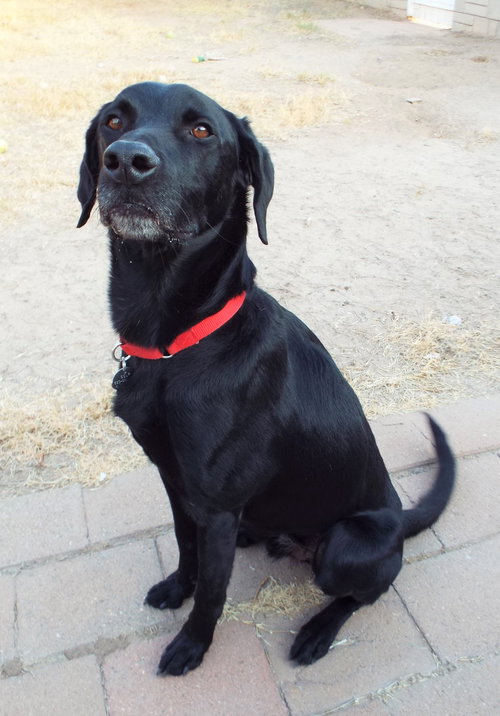DOUGLAS - Black Labrador Retriever available for adoption