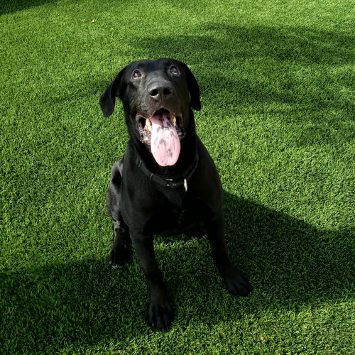 HARRY - Black Labrador Retriever available for adoption