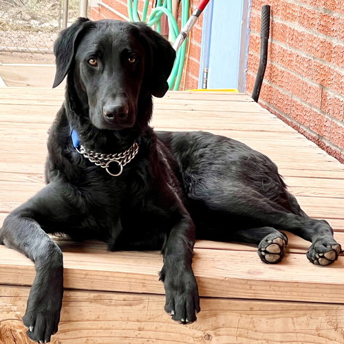 MOON - Black Labrador Retriever / Poodle (Standard) available for adoption