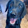 adoptable Dog in tucson, AZ named Moon