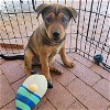 adoptable Dog in tucson, AZ named Molly 8