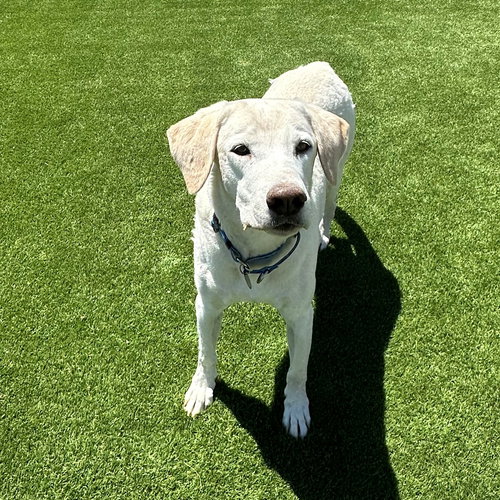 MAX 8 - Yellow Labrador Retriever available for adoption