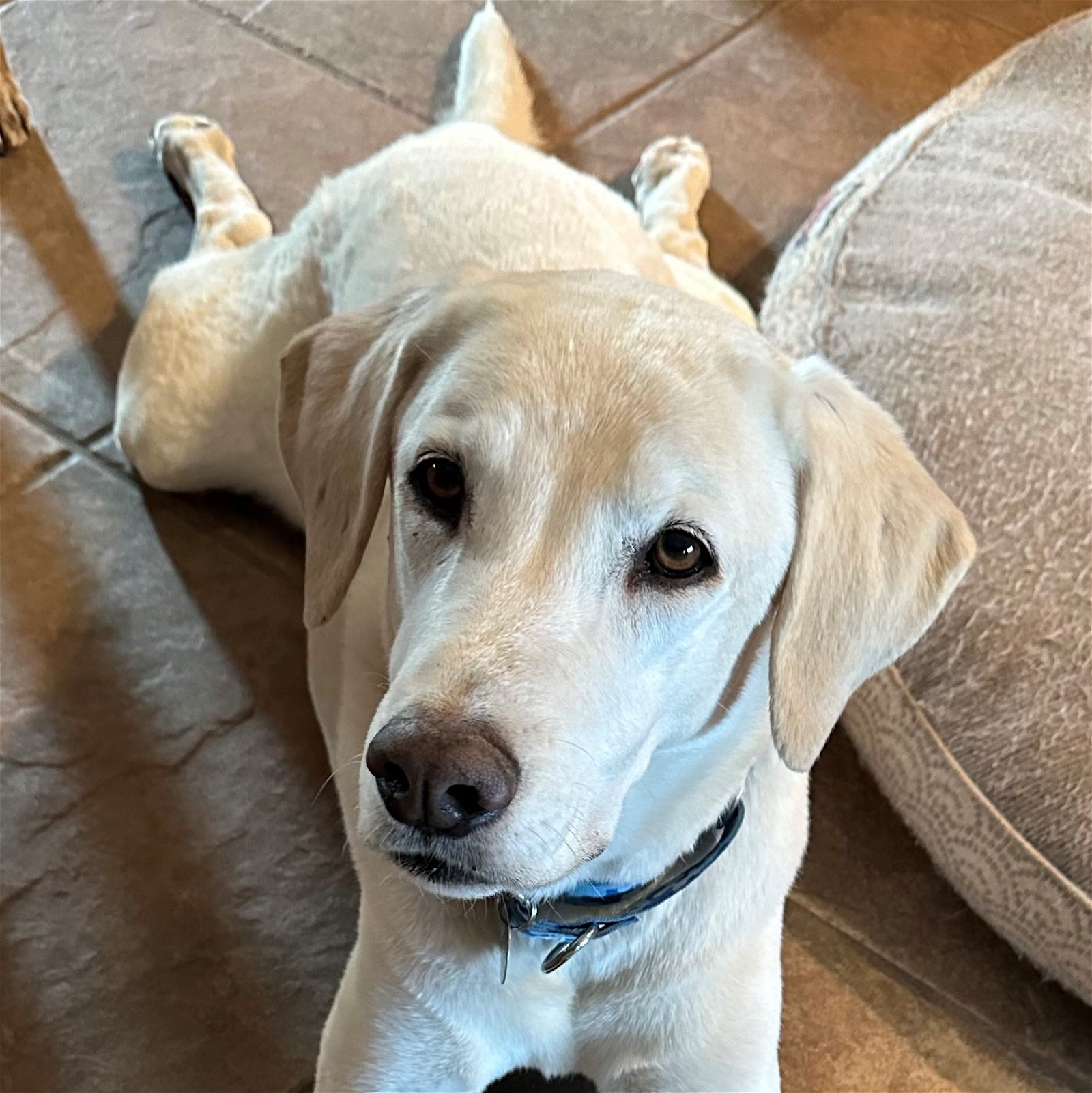 adoptable Dog in Scottsdale, AZ named Max 8