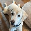 adoptable Dog in scottsdale, az, AZ named Max 8