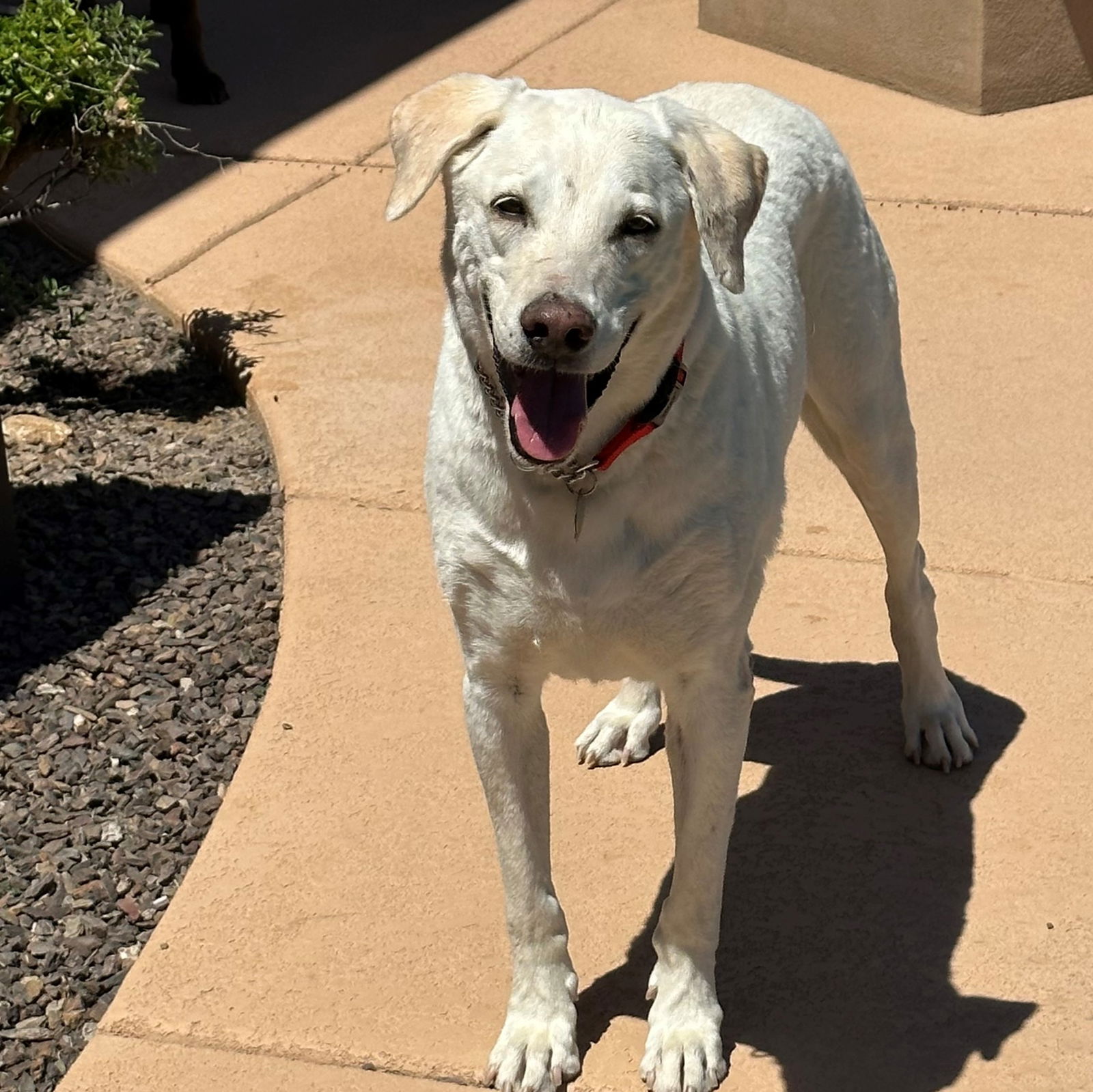 adoptable Dog in Scottsdale, AZ named Arty