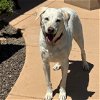 adoptable Dog in scottsdale, AZ named Arty