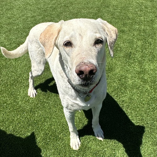 ARTY - Yellow Labrador Retriever available for adoption