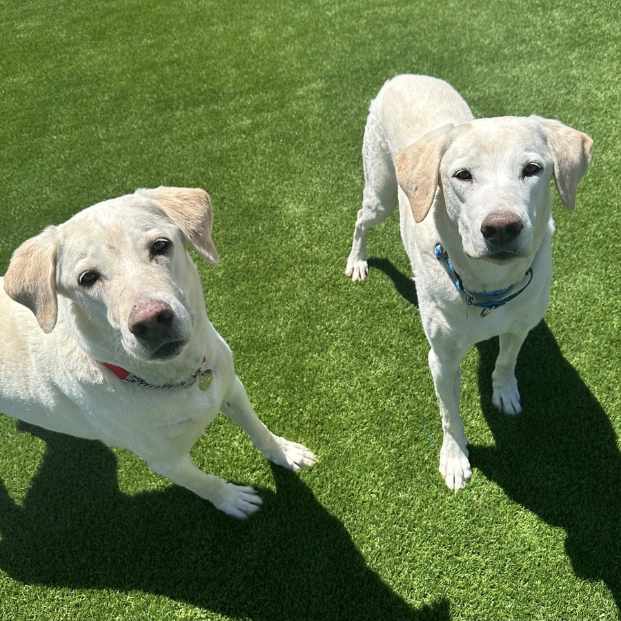 Arty
