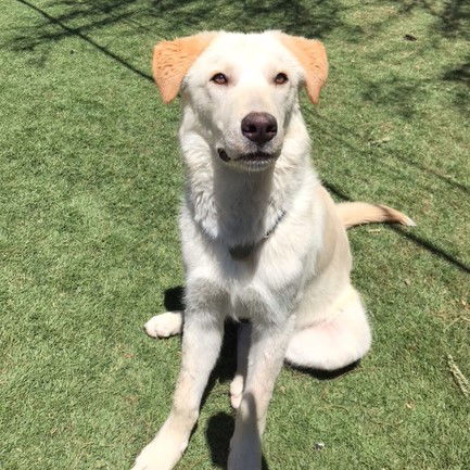 adoptable Dog in Tucson, AZ named Prescott