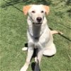 adoptable Dog in tucson, AZ named Prescott