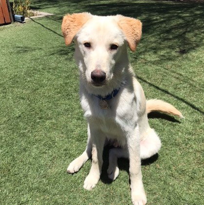 PRESCOTT - Yellow Labrador Retriever available for adoption