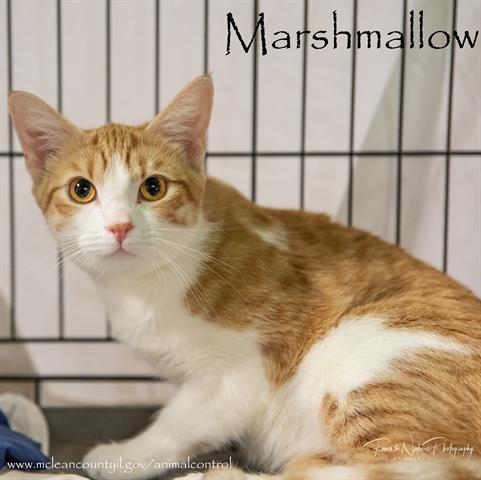 adoptable Cat in Bloomington, IL named MARSHMALLOW