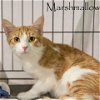 adoptable Cat in bloomington, IL named MARSHMALLOW