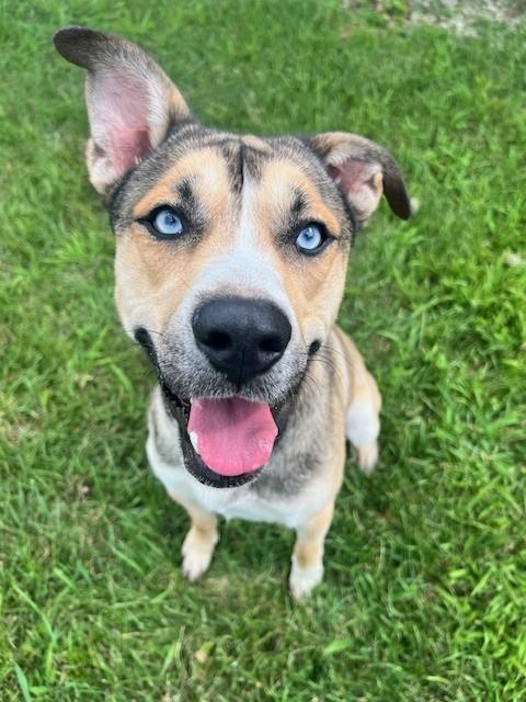 adoptable Dog in Bloomington, IL named THOR