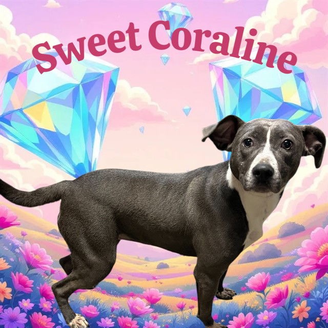 adoptable Dog in Bloomington, IL named CORALINE