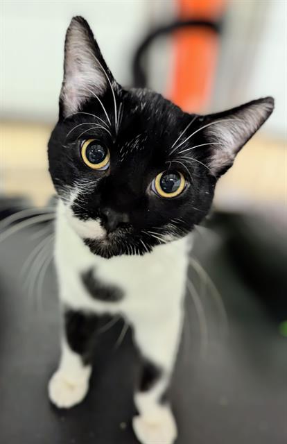 picture of the cat needing adoption