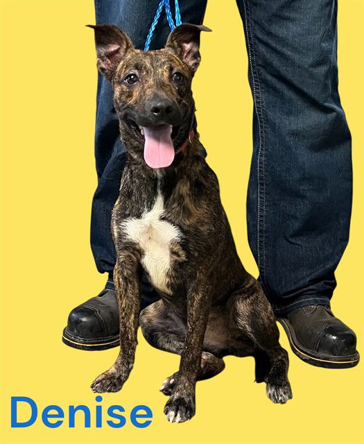 adoptable Dog in Bloomington, IL named DENISE