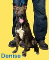 adoptable Dog in Bloomington, IL named DENISE