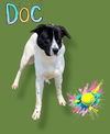 adoptable Dog in , IL named DOC