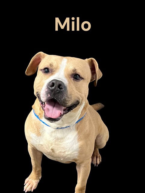 adoptable Dog in Bloomington, IL named MILO