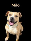 adoptable Dog in  named MILO