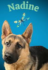 adoptable Dog in , IL named NADINE