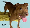 adoptable Dog in  named KATIE PERRY