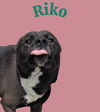 adoptable Dog in Bloomington, IL named RIKO