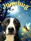adoptable Dog in Bloomington, IL named JUNEBUG