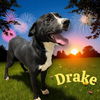 adoptable Dog in  named DRAKE