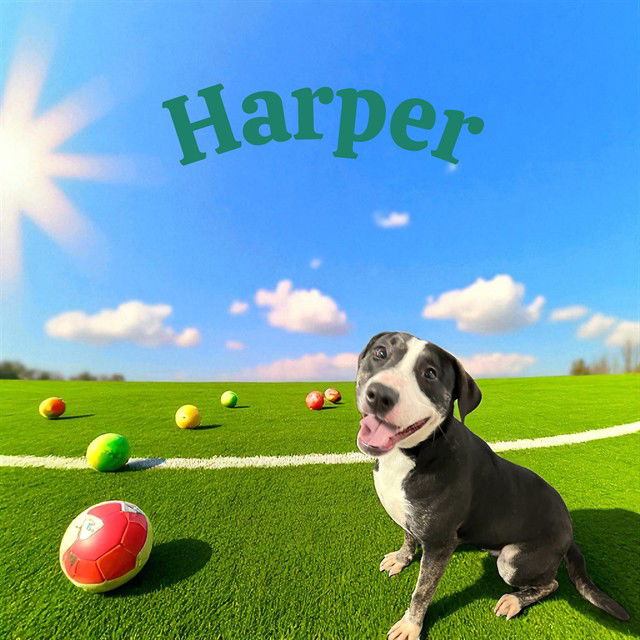 adoptable Dog in Bloomington, IL named HARPER