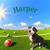 adoptable Dog in Bloomington, IL named HARPER