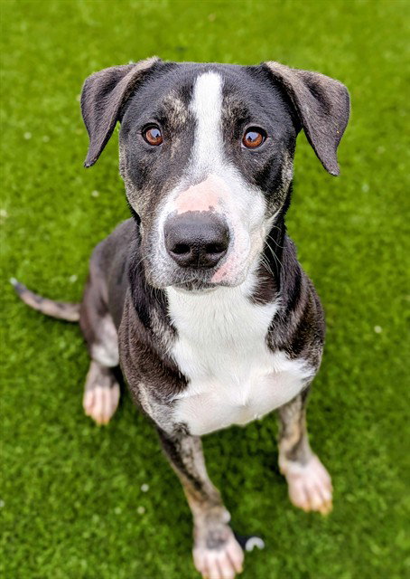 HARPER - Pit Bull Terrier available for adoption