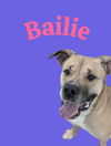 adoptable Dog in  named BAILIE