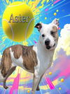 adoptable Dog in Bloomington, IL named ASTER