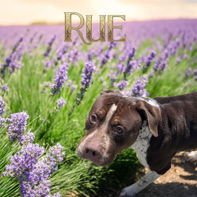 adoptable Dog in Bloomington, IL named RUE