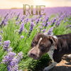 adoptable Dog in Bloomington, IL named RUE