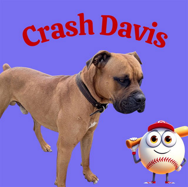 adoptable Dog in Bloomington, IL named CRASH DAVIS