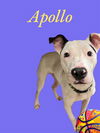 adoptable Dog in Bloomington, IL named APOLLO