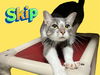 adoptable Cat in Bloomington, IL named SKIP