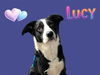 adoptable Dog in  named LUCY