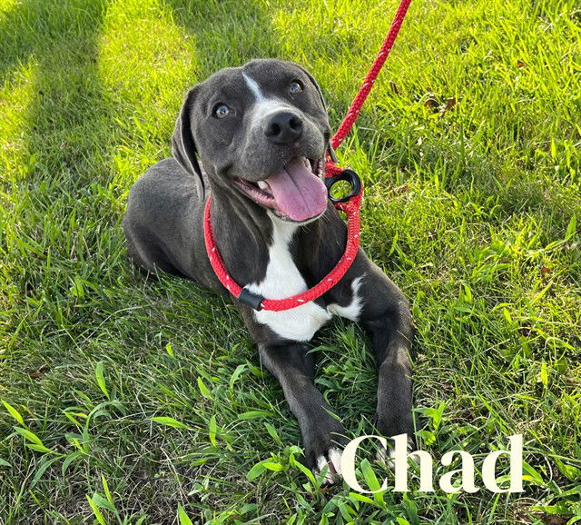 adoptable Dog in Bloomington, IL named CHAD